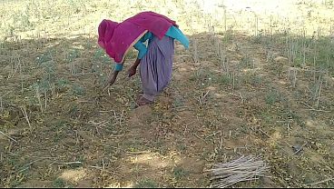 Bocah India Desa Ngentot Mantan Pacar Yang Lagi Kerja Di Sawah, Makin Seru Pas Goyangannya Liar