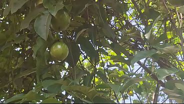 Ngentot Bareng Tante Desa Di Kebun, Keluar Cairan Pekat Bikin Basah Tanah.